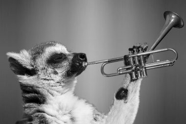 Brass Instruments trumpet